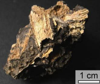 Impactit hrani biološke podatke več milijard let.