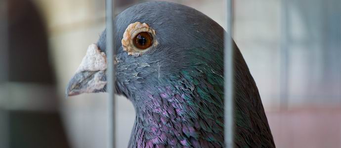 Indijska policija pridržala vohunskega golobca