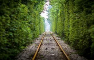 Indija namerava zasaditi dve milijardi dreves z uporabo dela mladih brezposelnih.