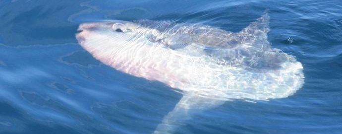 Indonezijski ribolovci so lovili kolosalne lune