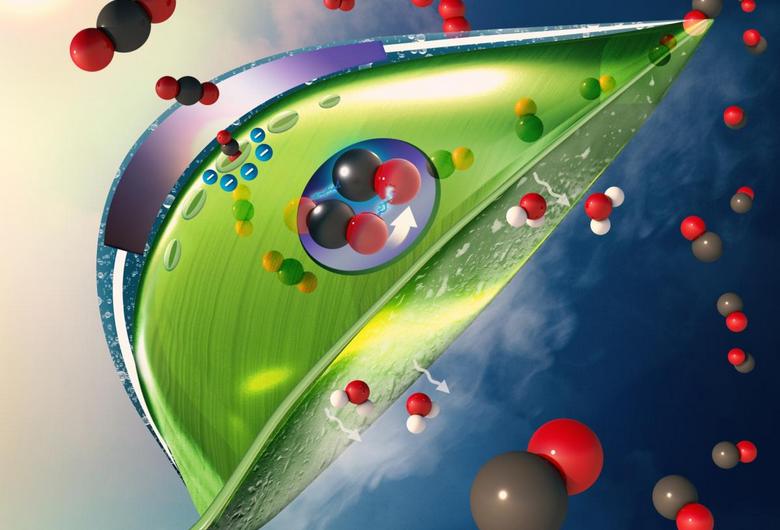 Umetni listi lahko absorbirajo CO2 mnogokrat bolj učinkovito kot pravi.