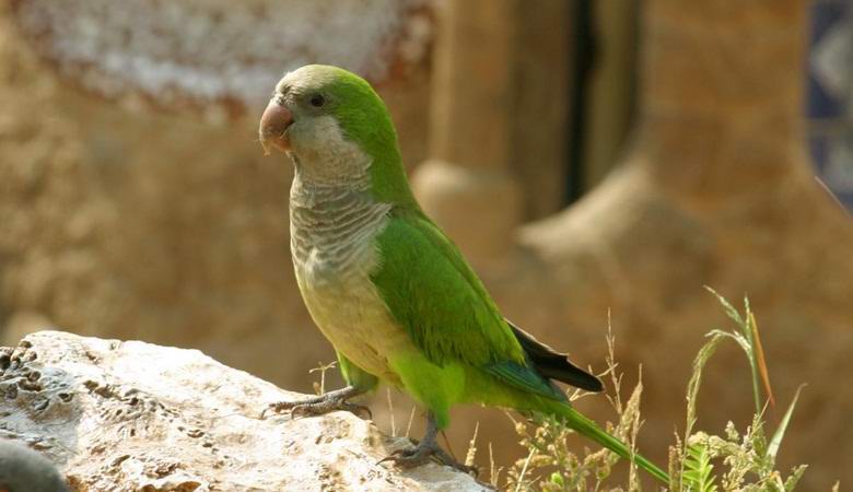 Španska prestolnica je bila preplavljena s papiga škodljivcev