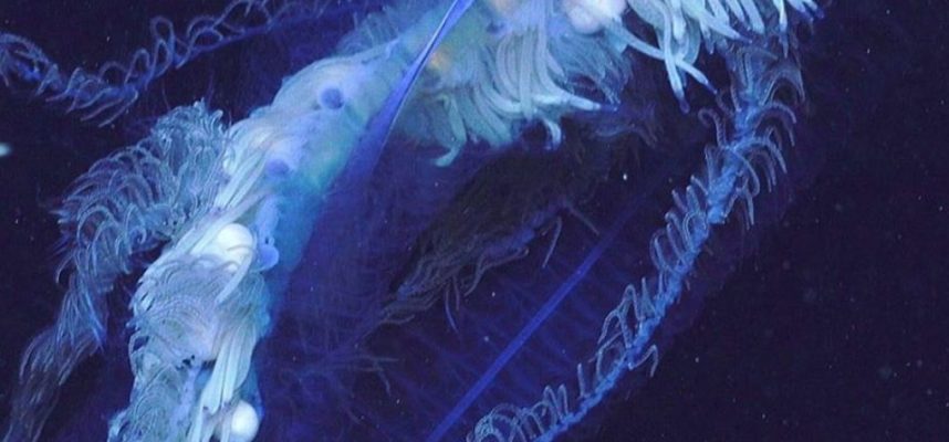 Raziskovalce je šokiralo ogromno bitje ob avstralski obali 