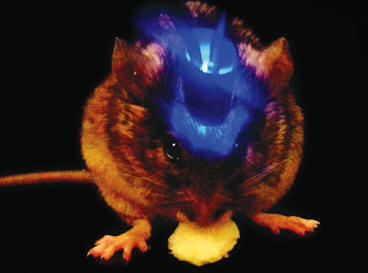 Lasersko obsevanje določenega dela mišjih mišic je glodavcu odvzelo apetit.