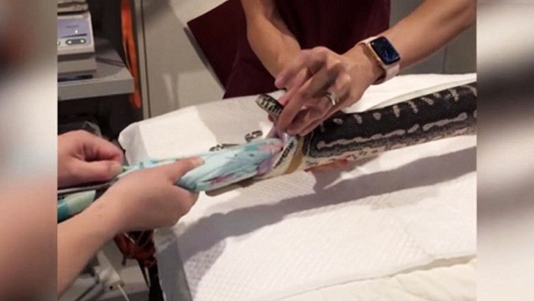 Iz pitona so potegnili veliko brisačo za plažo.