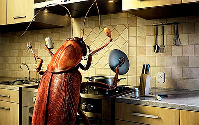 Znebiti se ščurkov je enostavno in preprosto.