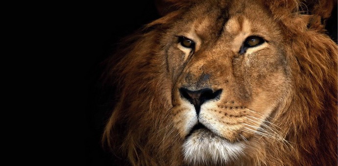 Posmehovanje leva se je ustavilo.