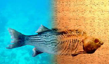 Podnebne spremembe na Zemlji bodo ustvarile nove oblike življenja.