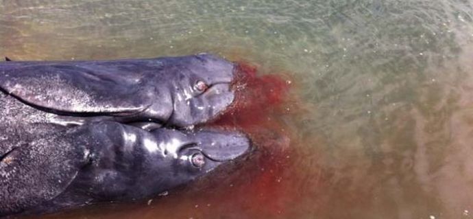 Dvoglavi kit, pripet na obalo Kalifornije