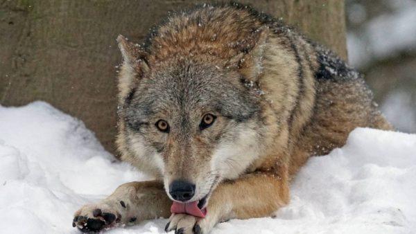 Ranjene divje živali 