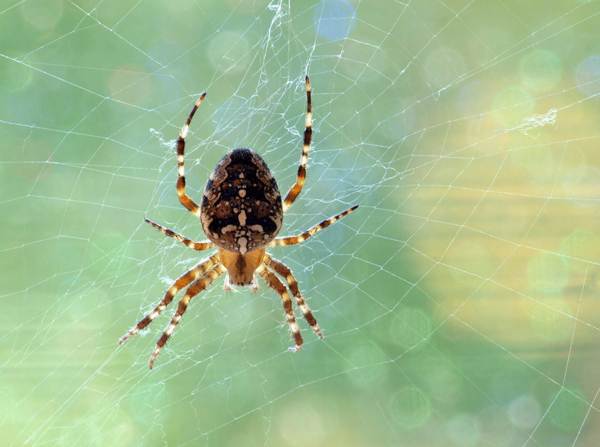 glej pajkovo znamenje 