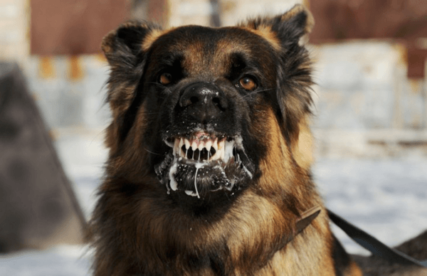 Zakaj sanja nor nor pes 