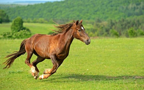zakaj ženska sanja o konju 