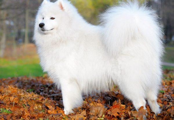 Tolmačenje sanj beli pes 