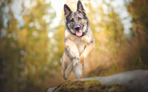 sanjska knjiga pes pastir 