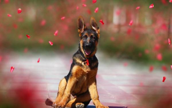 sanjal o pastirskem psu 