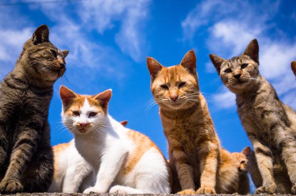 Zakaj veliko mačk sanja 