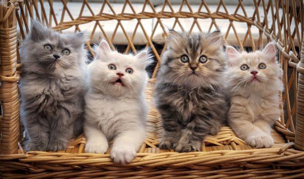 Zakaj se je sanjalo veliko mačk 