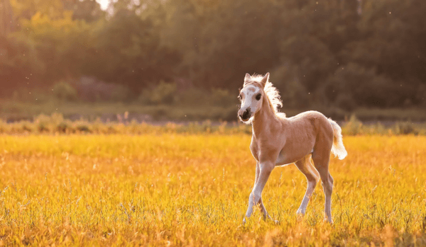 Podoba žrebeta v sanjah 