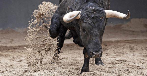 Zakaj sanja jezen bik 