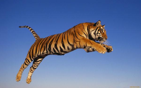 Zakaj tiger sanja 