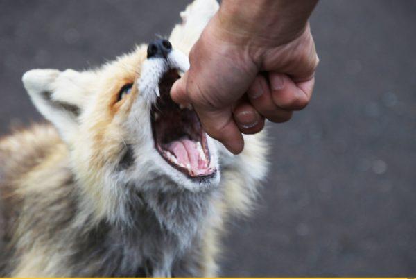 Zakaj sanjati o ugrizu lisice 