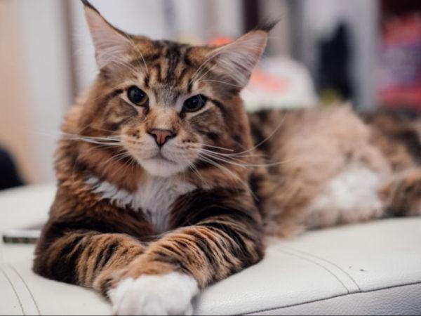 Zakaj sanja velika mačka  