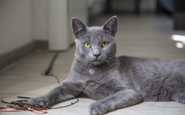 Zakaj sanja siva mačka 