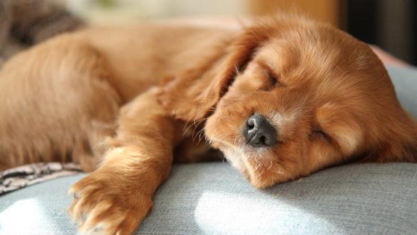 Smrt svojega ali tujega psa 