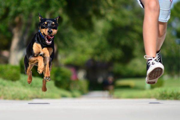 Zakaj sanjati o begu pred psom 