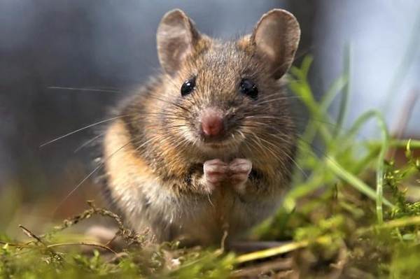 znaki, kakšne miši se pojavijo v hiši 