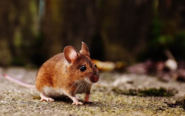 znak miške v stanovanju 