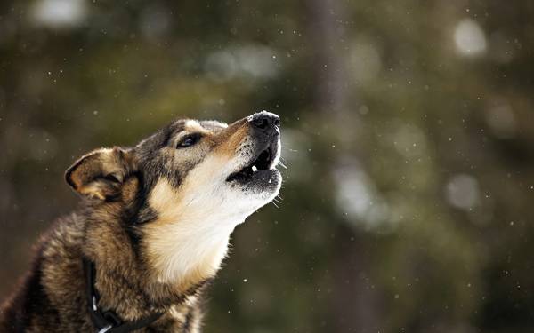 zakaj pes zavija na dvorišču 