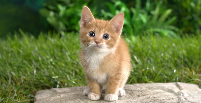 Kako bodo avstralske mačke plačevale za