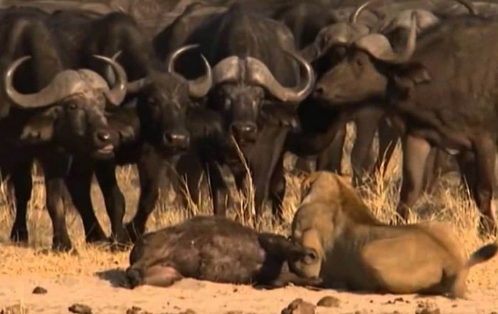 Kot avtor glasbenega posnetka o živalih je iz njega naredil akcijski triler.