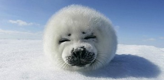 Kako se je rešil mali grenlandski pečat