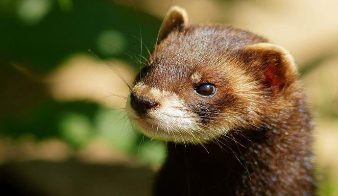 Kako je dihur onemogočil trkalnik