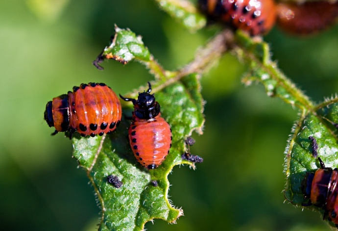 Kako se znebiti narodnih zdravil koloradskega krompirjevega hrošča. Učinkovit način.