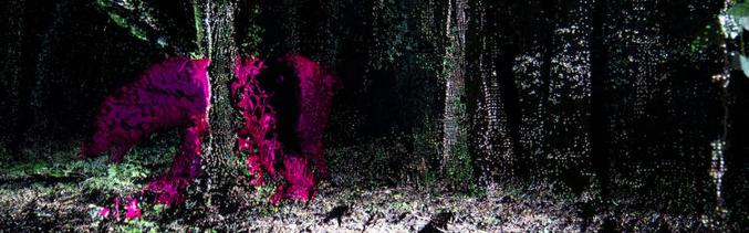 Kaj pa hoja skozi prazgodovinski gozd?