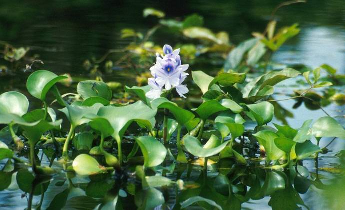 Kako je neprevidno ravnanje gospodinje povzročilo ogromno škodo ameriškemu ekosistemu.