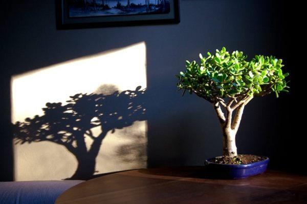 kako posaditi denarno drevo, da bi pritegnili denar 