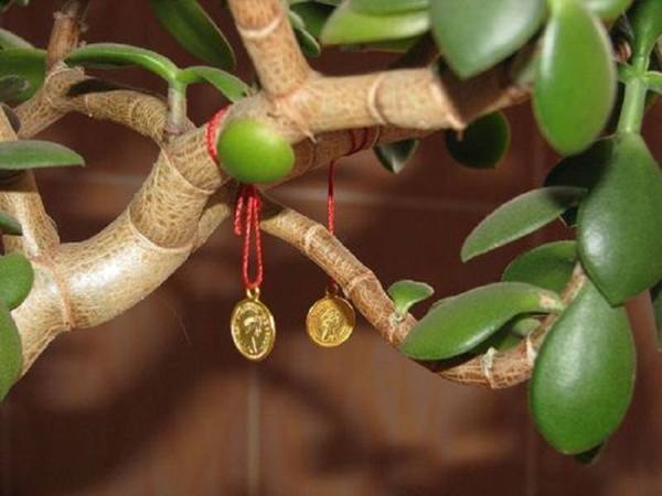 sajenje denarnega drevesa po Feng Shuiju 