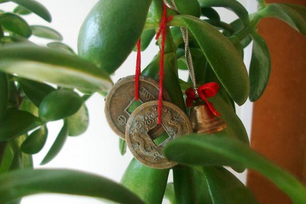 Presaditev denarnega drevesa Feng Shui 