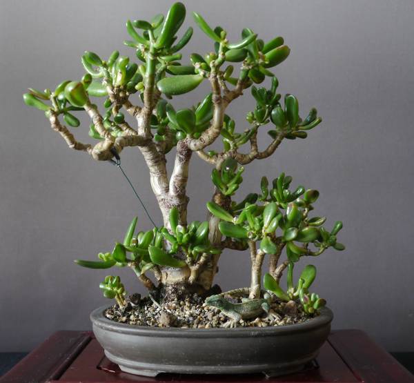 posaditi denarno drevo po Feng Shuiju 