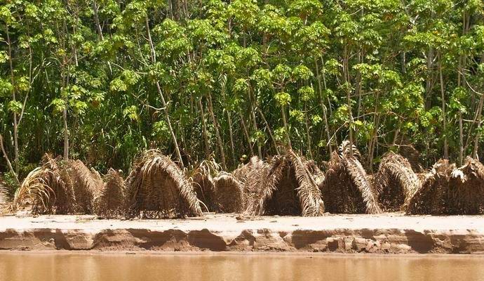 Kako rešiti amazonski pragozd pred krčenjem gozdov