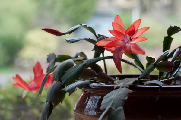 cvet decembrist lahko obdržim doma 