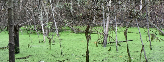 Kakšne skrivnosti skrivajo močvirji?