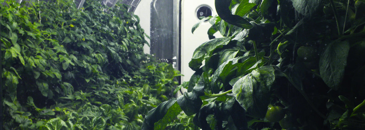 Kakšna bo vesoljska hrana: NASA še naprej eksperimentira 