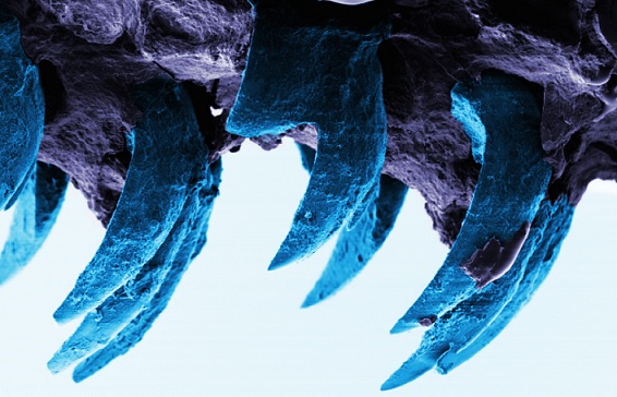 Kateri material je najbolj trpežen na Zemlji, so ugotovili znanstveniki.