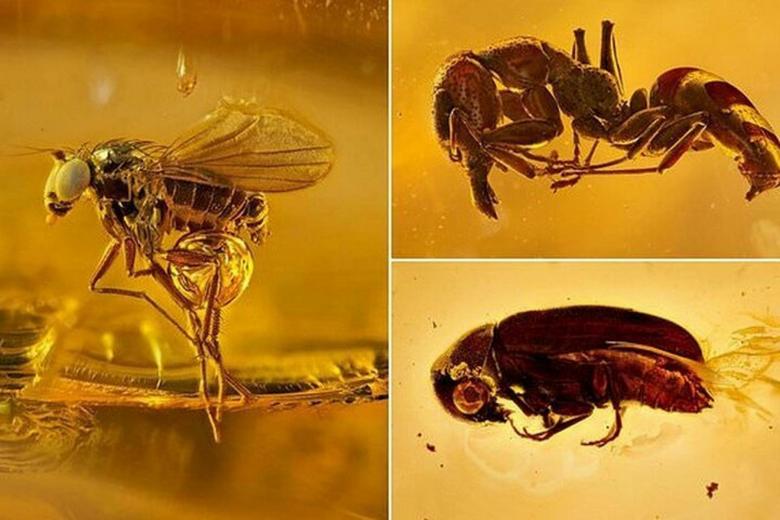 Muzej jantarja Kaliningrad načrtuje ustanovitev laboratorija za preučevanje starodavnih žuželk.